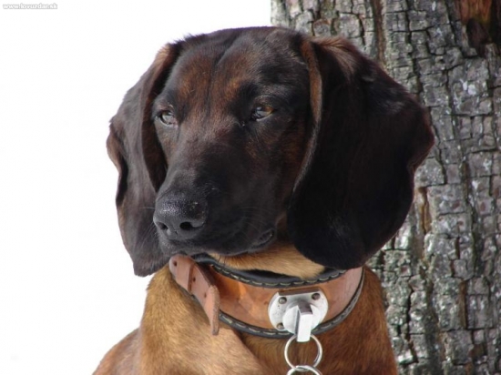 Ajka jelenia obora Orava