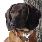 Ajka jelenia obora Orava