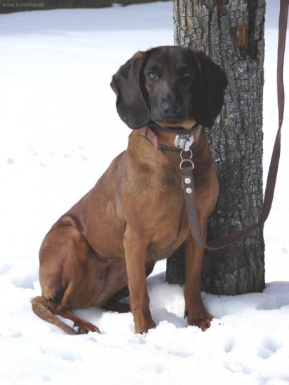 Ajka jelenia obora Orava