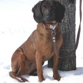 Ajka jelenia obora Orava