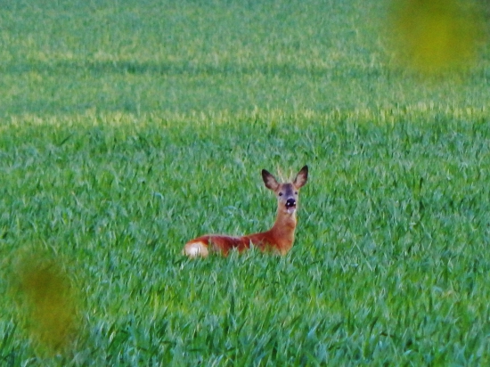 Z čekané.