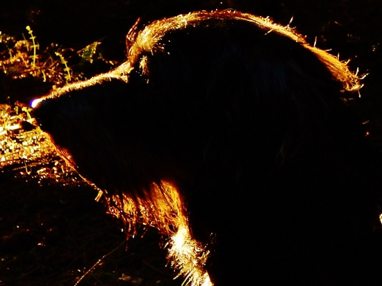 Z večerní čekané.