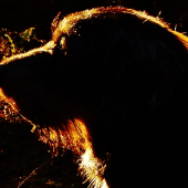 Z večerní čekané.