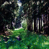 Z ranní šoulačky.