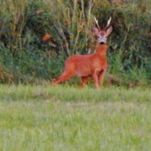 Z ranní šoulačky.