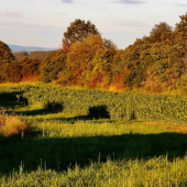 Z dnešní čekaný u kukuřice.