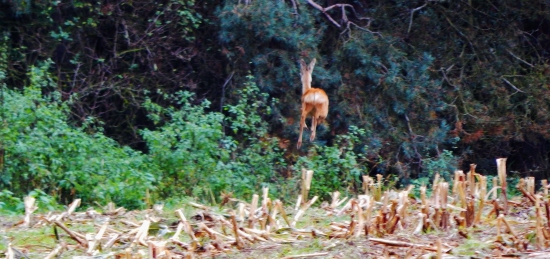 Hop