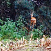 Hop