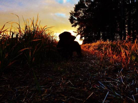 Z večerní čekané.