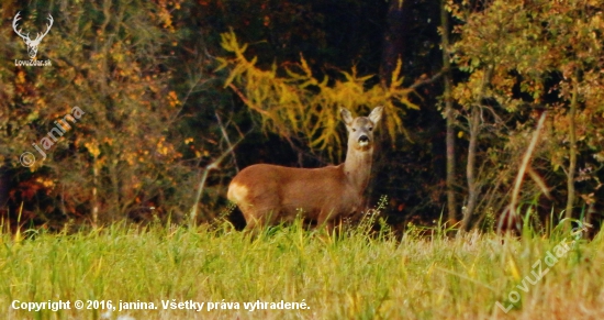 Ze šoulačky.