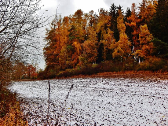 Z čekané.