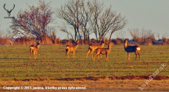 Z čekané.