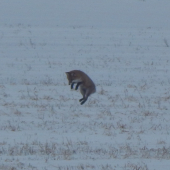hop