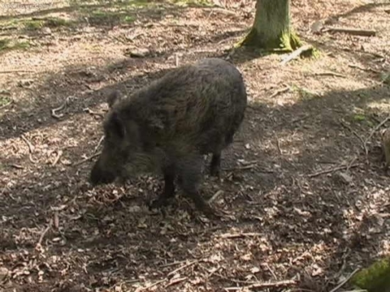 Přímo pod posedem.
