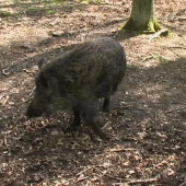 Přímo pod posedem.