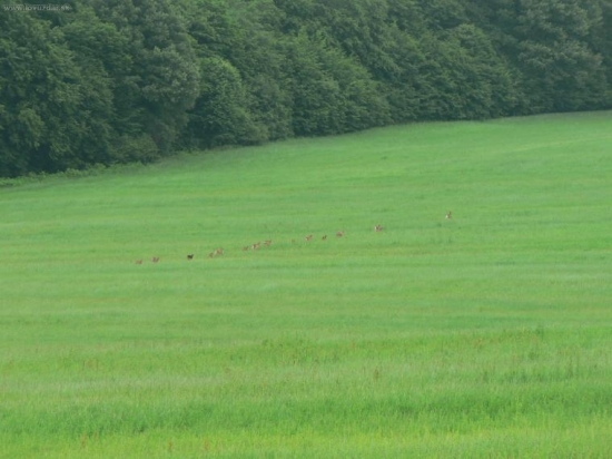 niekoľko kusov mufloniek s malými