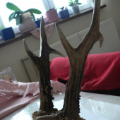 bude chovný alebo nie??? čo poviete odborníci???