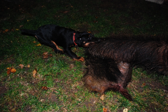 Erin spod Molpíra (10 týždňov)