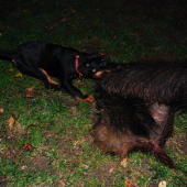 Erin spod Molpíra (10 týždňov)