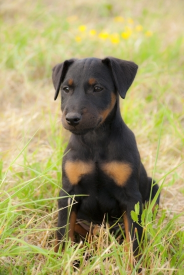 Forest spod Molpíra