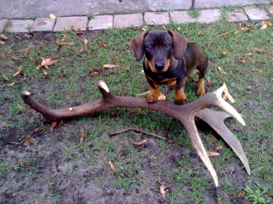 Ked trocha narastiem tak tuto kosticku odnesiem!