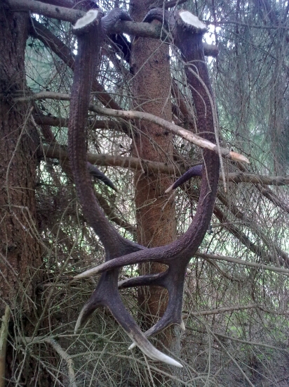 V plnej krase - zhody stromove