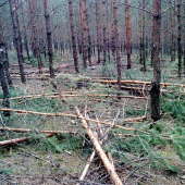 Ale to obrusuju jak sa patri.