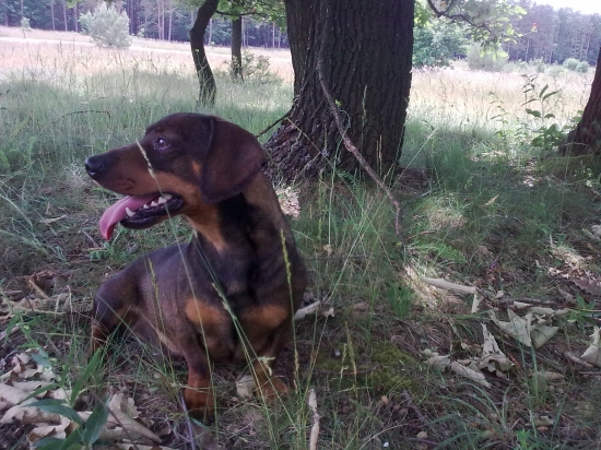 Pod dubom v chladku sa lepsie dycha.