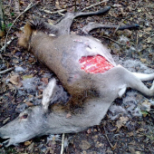 Klobaskova sezona vrcholi ,,,, Tzv. uhyn jedinca ? !