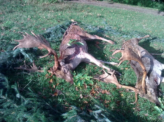 Male Karpaty - V pravom case ruje ,