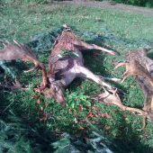 Male Karpaty - V pravom case ruje ,