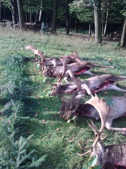 V pravom case  ruje Piati hostia za dva dni - Male Karpaty,