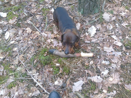 Musim kupit vadsieho psa Aby aj hlavu priniesol nie iba nohu.