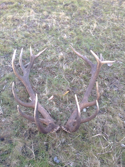 9,5 kilove Brusnianske parohe,