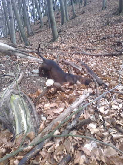 Psik mi zmizol z dohladu  A potom som ich zbadal ,,,