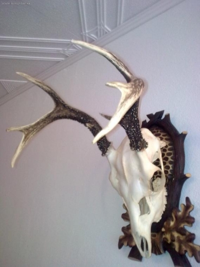 Zhody-na dančej lebke 1