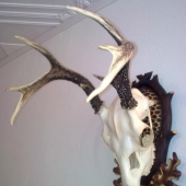 Zhody-na dančej lebke 1