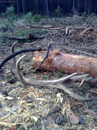 Dnes-haluzina na rúbanisku