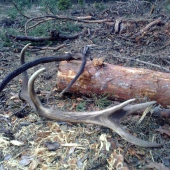 Dnes-haluzina na rúbanisku