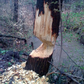 Bobor-priatel lesníkov !