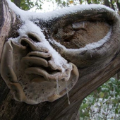 Prvá snehová perina