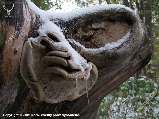 Prvá snehová perina