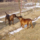 najskôr bola pusa a potom...