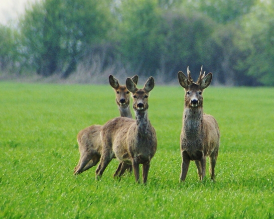 obzerajú si ma...(čo to za čudo?)
