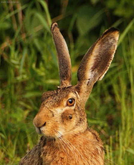 s nacicaným kliešťom