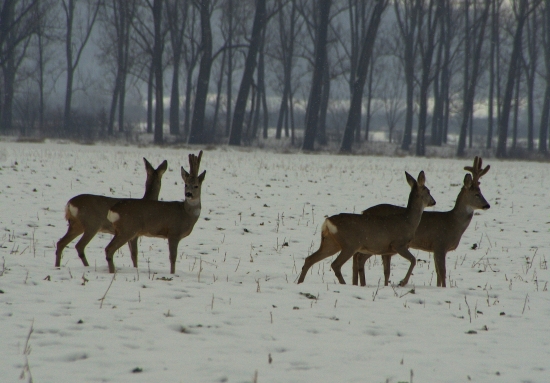 niečo z ních bude..
