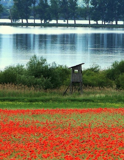 posed pri rybníku