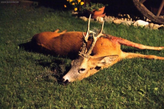 úspešný doprovod-kamaráta