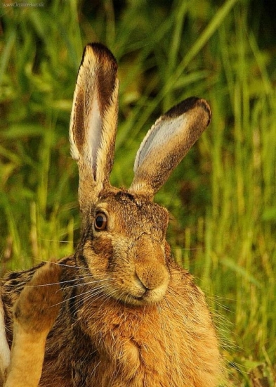 NAZDÁR....zdravím všetkých.