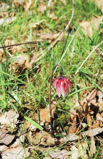 korunkovka strakatá